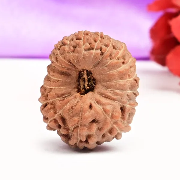 18_Mukhi_Rudraksha_Bead_Indonesia_Large