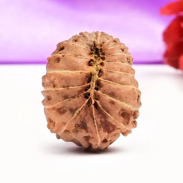 18_Mukhi_Rudraksha_Bead_Indonesia_Large