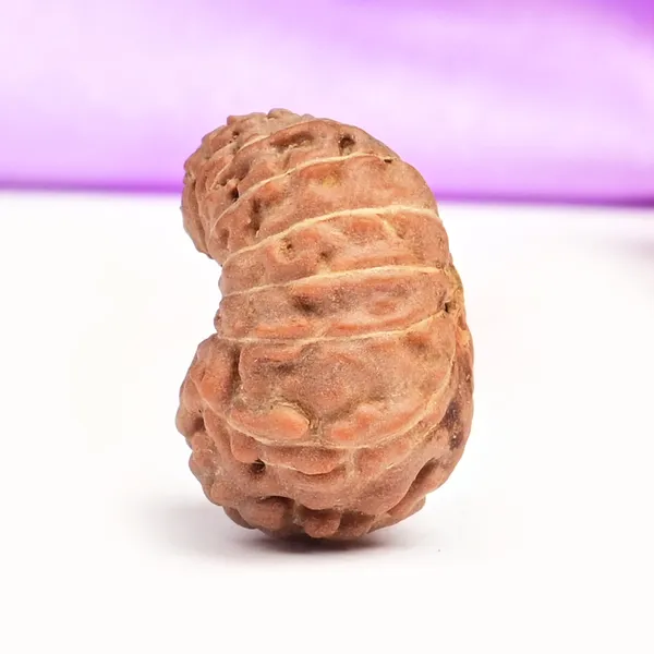 18_Mukhi_Rudraksha_Bead_Indonesia_Large