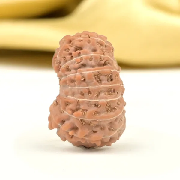 16_Mukhi_From_Java_Indonesia_Small_Cxlv