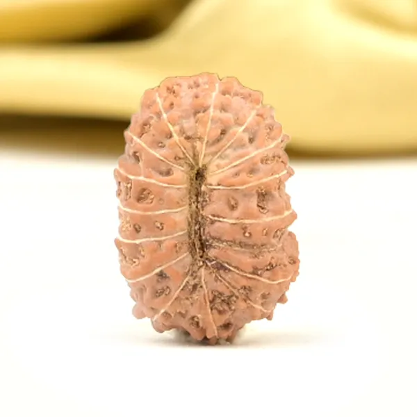16_Mukhi_From_Java_Indonesia_Small_Cxlv