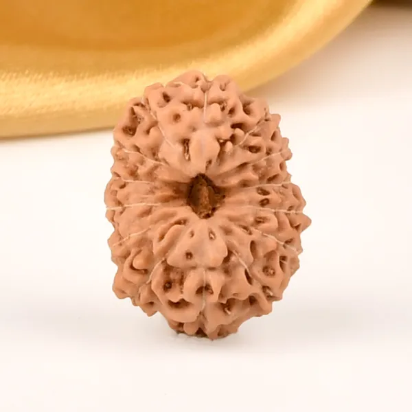 14_Mukhi_From_Java_Indonesia_Cxxxiii