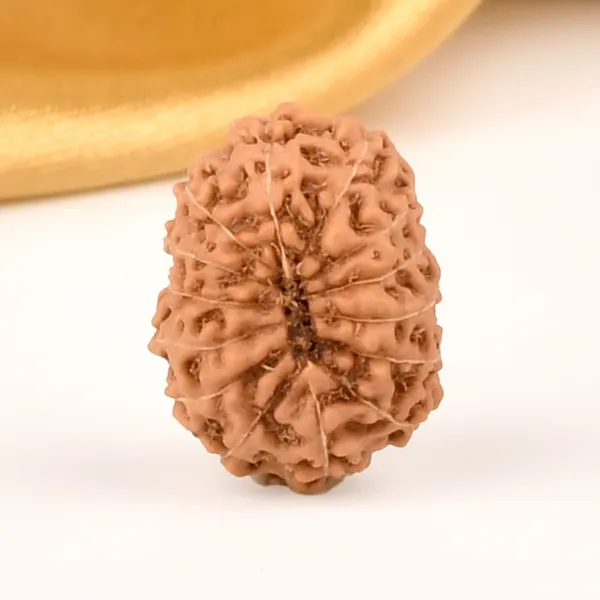 14_Mukhi_From_Java_Indonesia_Cxxxiii