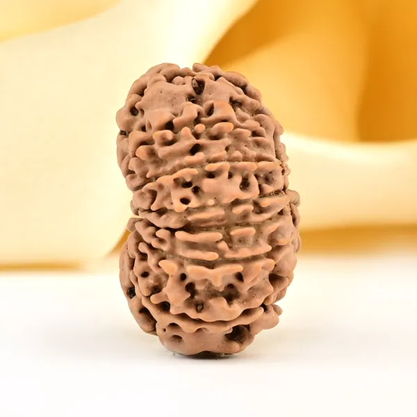 13_Mukhi_From_Nepal_Small_Ccclxxvi