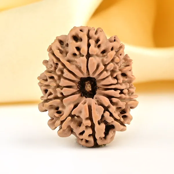 13_Mukhi_From_Nepal_Small_Ccclxxvi