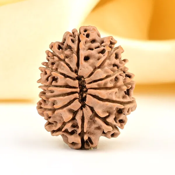 13_Mukhi_From_Nepal_Small_Ccclxxvi
