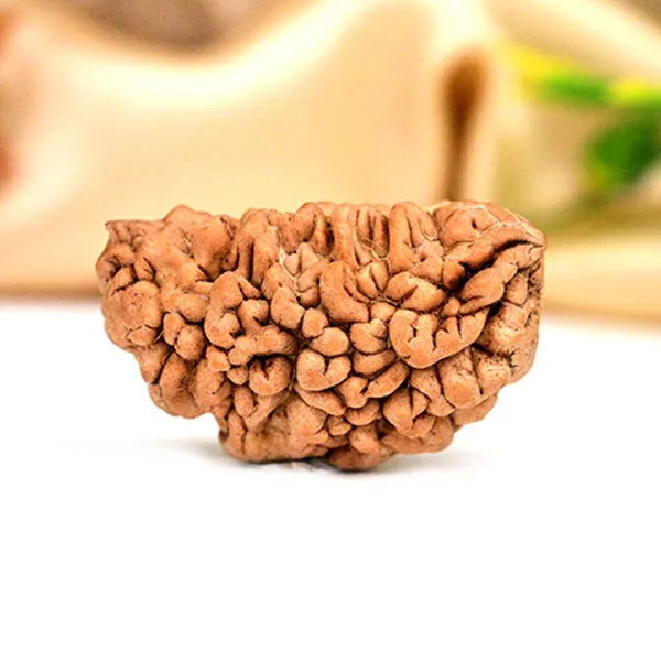 1_Mukhi_Half_Moon_Rudraksha_-_Large