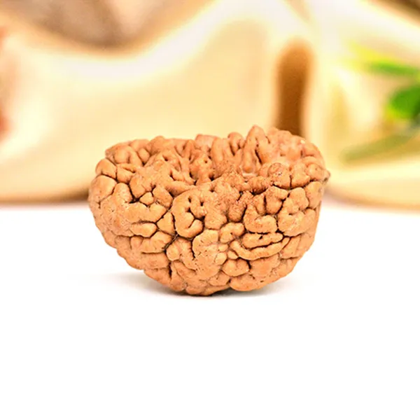 1_Mukhi_Half_Moon_Rudraksha_-_Regular