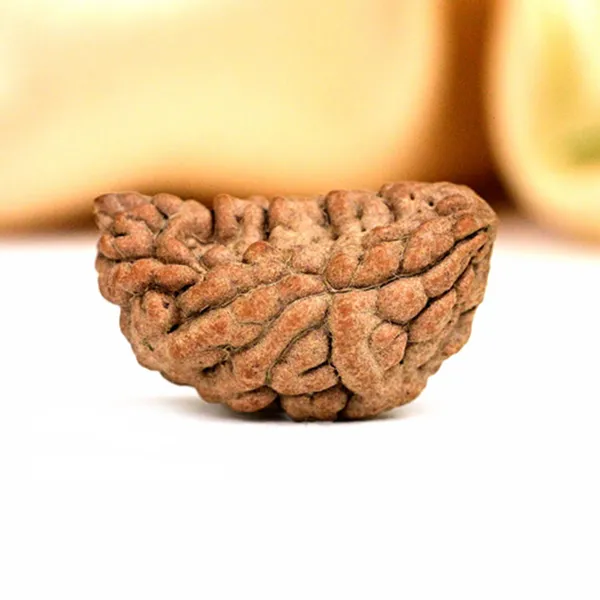 1_Mukhi_Half_Moon_Rudraksha_-_Small