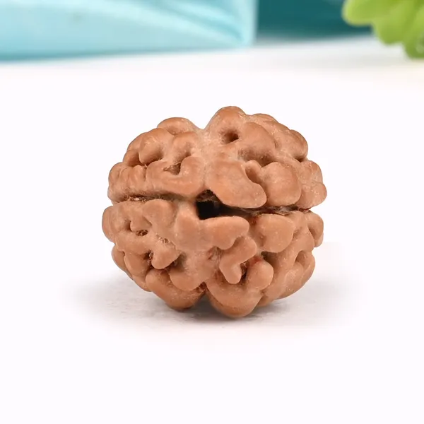 Rare_2_Mukhi_Rudraksha_from_Nepal_-_Small