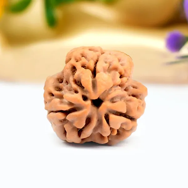 3_Mukhi_Rudraksha_from_Nepal_-_Small