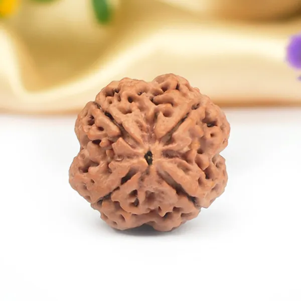 4_Mukhi_Rudraksha_from_Nepal_-_Large