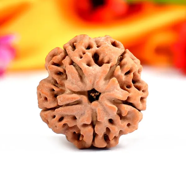 5_Mukhi_Rudraksha_from_Nepal_-_Large
