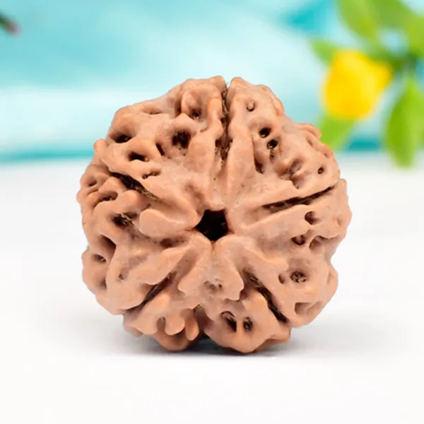5_Mukhi_Rudraksha_from_Nepal_-_Regular