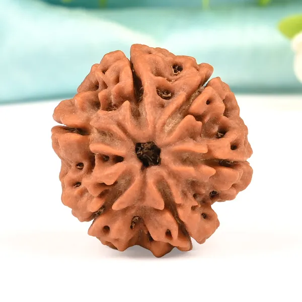 6_Mukhi_Rudraksha_from_Nepal_-_Large