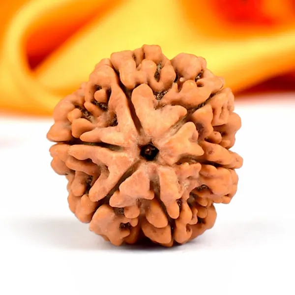 6_Mukhi_Rudraksha_from_Nepal_-_Regular