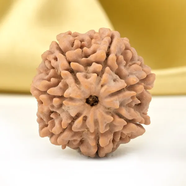 7_Mukhi_Rudraksha_from_Nepal_-_Large