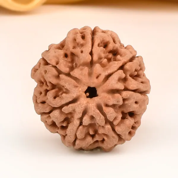 7_Mukhi_Rudraksha_from_Nepal_-_Regular