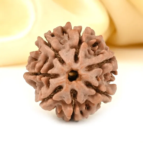 7_Mukhi_Rudraksha_from_Nepal_-_Small