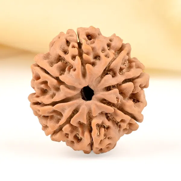 8_Mukhi_Rudraksha_from_Nepal_-_Small