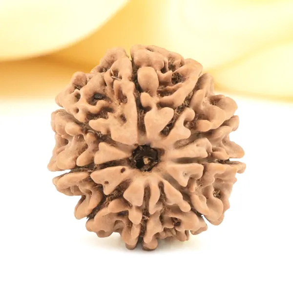 9_Mukhi_Rudraksha_from_Nepal_-_Small
