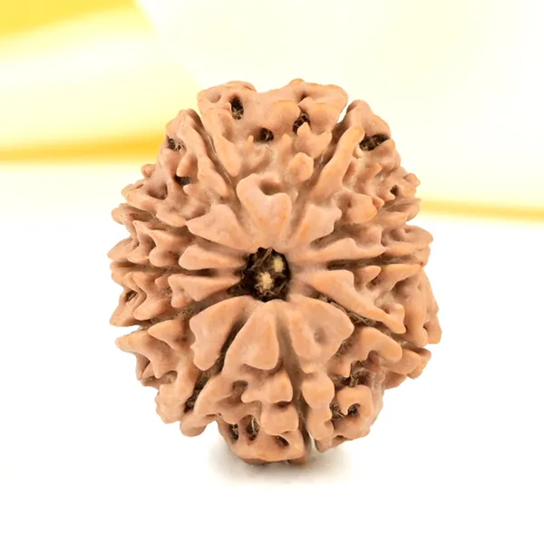 10_Mukhi_Rudraksha_from_Nepal_-_Small
