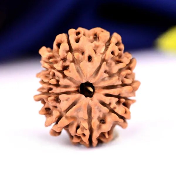 11_Mukhi_Rudraksha_from_Nepal_-_Small