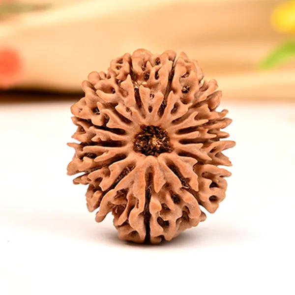 13_Mukhi_Rudraksha_from_Nepal_-_Small