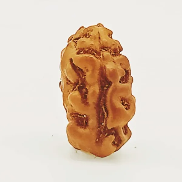 1_Mukhi_Indonesian_Rudraksha_Bead