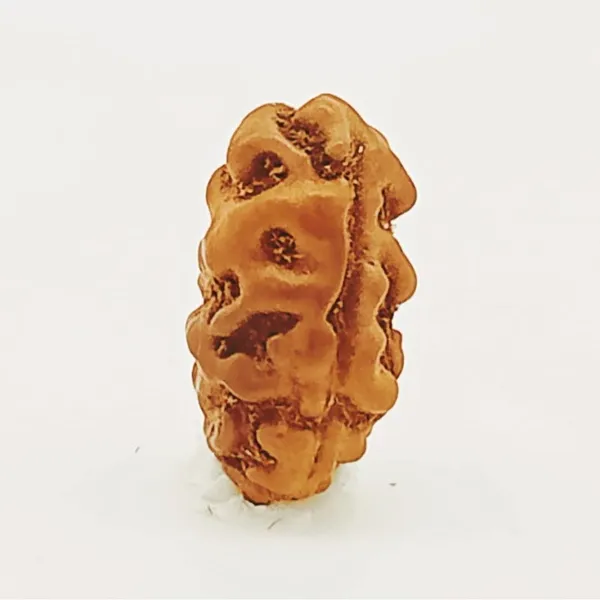 1_Mukhi_Indonesian_Rudraksha_Bead