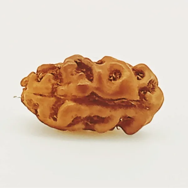 1_Mukhi_Indonesian_Rudraksha_Bead_-_Brown