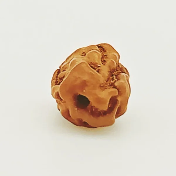 1_Mukhi_Indonesian_Rudraksha_Bead_-_Brown