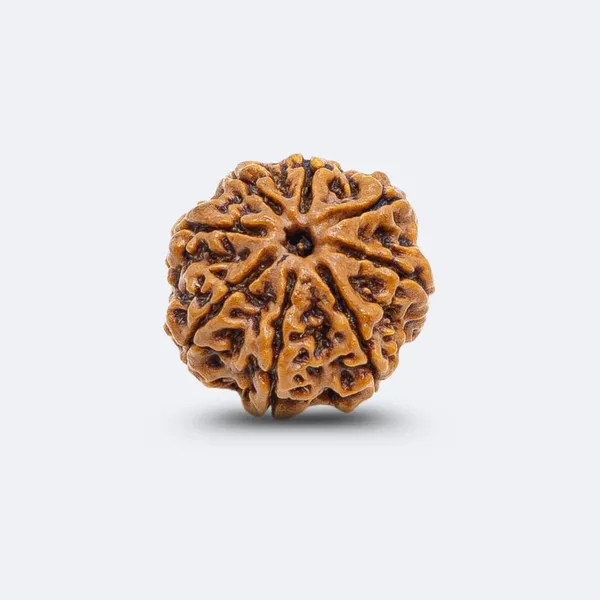 8_Mukhi_Natural_Rudraksha_Bead