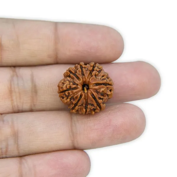 8_Mukhi_Natural_Rudraksha_Bead