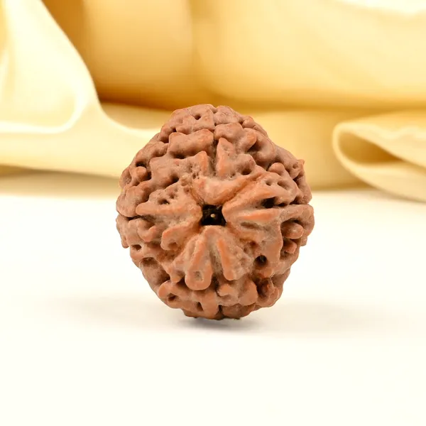 4_Mukhi_Rudraksha_from_Nepal_-_Large_I