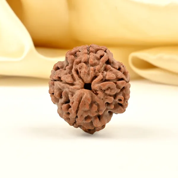 4_Mukhi_Rudraksha_from_Nepal_-_Large_II