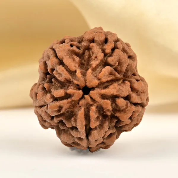 5_Mukhi_Rudraksha_from_Nepal_-_Large_IV