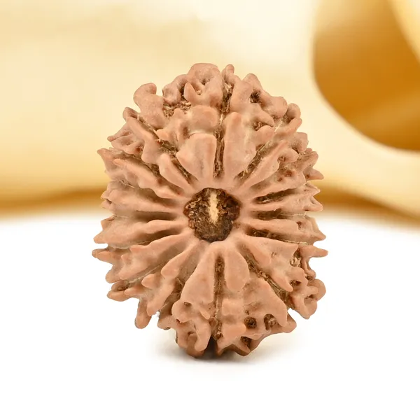 15_Mukhi_Rudraksha_from_Nepal_Tiny_-_VIII