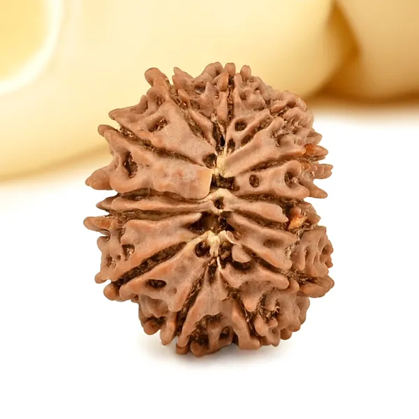 13_Mukhi_From_Nepal_Small_Cdxiii
