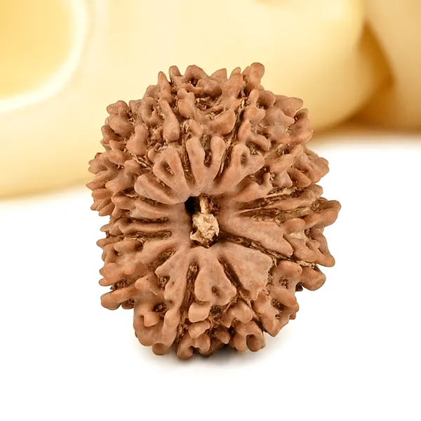 13_Mukhi_From_Nepal_Small_Cdxiii