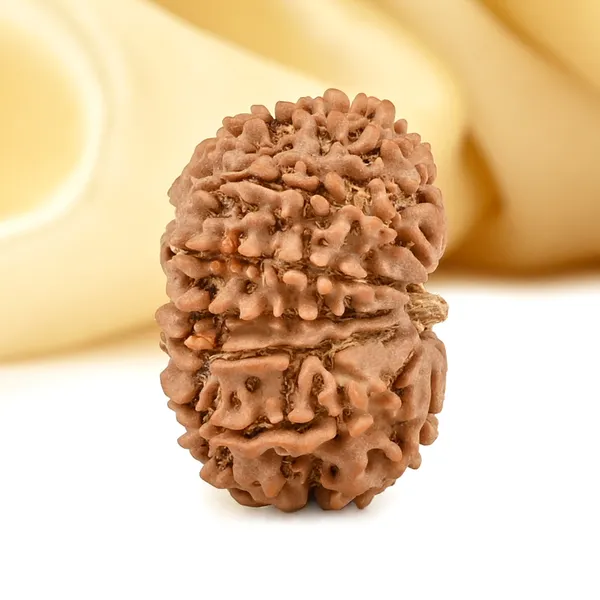 13_Mukhi_From_Nepal_Small_Cdxiii