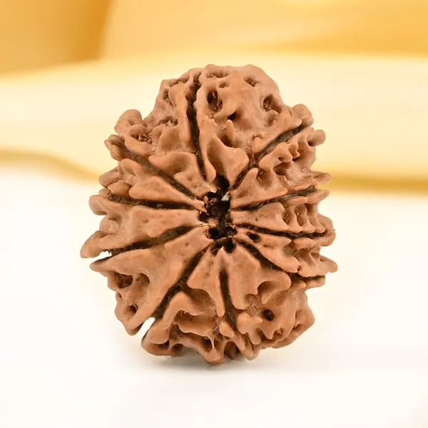 10_Mukhi_From_Nepal_Small_Cdxvi