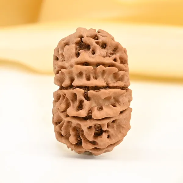 10_Mukhi_From_Nepal_Small_Cdxvi