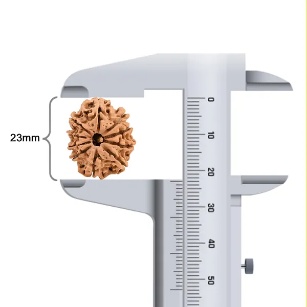 10_Mukhi_From_Nepal_Small_Cdxvi