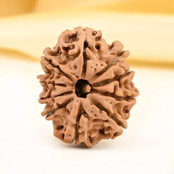 10_Mukhi_From_Nepal_Small_Cdxvi
