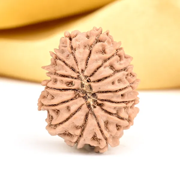 14_Mukhi_From_Nepal_Small_Ccxliv