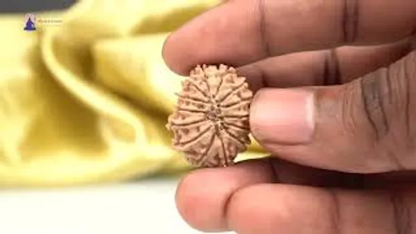 14_Mukhi_From_Nepal_Small_Ccxliv