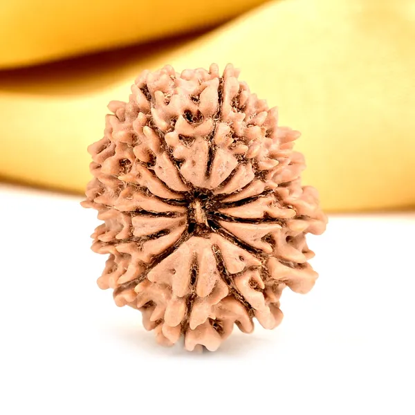14_Mukhi_From_Nepal_Small_Ccxliv