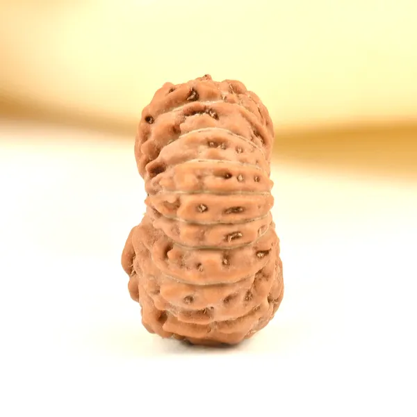 Techpandit_17_Mukhi_Rudraksha_Bead_From_Indonesia
