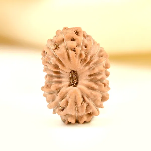 Techpandit_17_Mukhi_Rudraksha_Bead_From_Indonesia